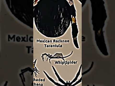 TYPES OF SPIDERS|WHIP SPIDER|PART-6| #creature #spider #shorts @LIKEMYTH @tseries @MrBeast