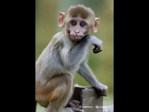 A Little Monkey is sitting Look Sad