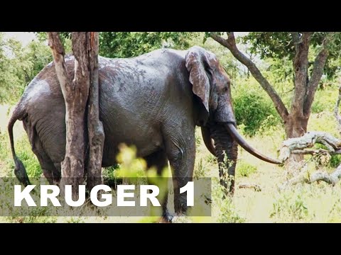 KRUGERS Timeless Gem: PUNDA MARIA - A Decade Compilation