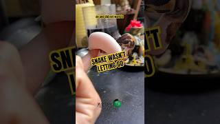 This snake was not letting go! #molinarosnakelab #shorts #reptiles #ballpython #royalpython #python