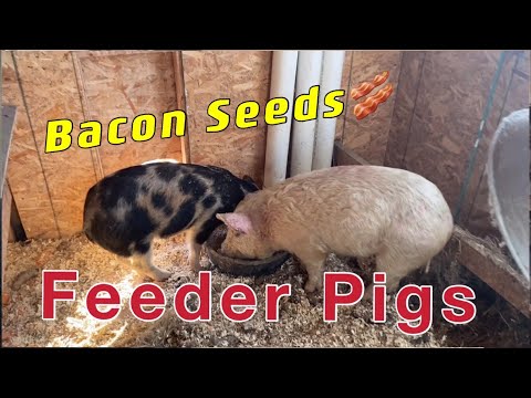 homestead pigs
