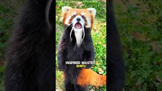 This Isn’t a Panda?! Meet the Real Master Shifu 🐾🔥