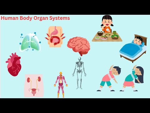 Human Body Organ Systems | Kids Learning