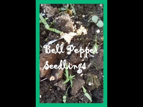 Bell Pepper Seedlings