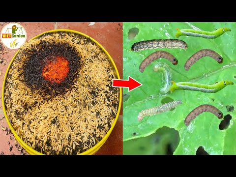 Get rid of Pests Easily In 24 Hours On Any Plant With This Free Organic Pesticide