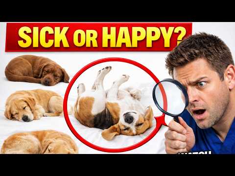 Dog Sleeping Positions Explained: What Your Dog Is Really Telling You