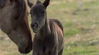 Cloud: Wild Stallion of the Rockies