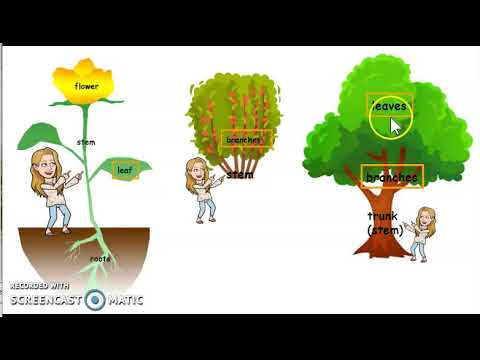 Plant Stem Classification