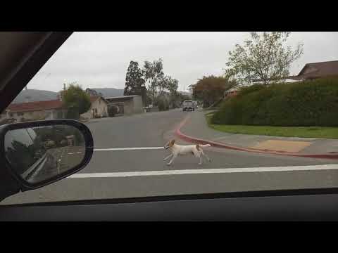 Dog running on sidewalks by car