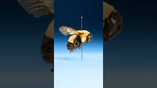 This Insect Is An Imposter
