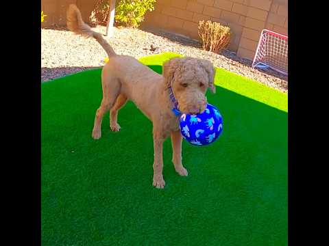 Cute Dog Playing Keep Away with Soccer Ball-#funnyshorts #dog #viral