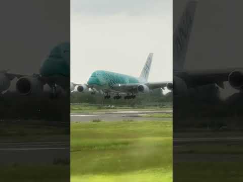 Another soft landing made by ANA airbus 380 (the sea turtle）,filmed in Tokyo Narita|優雅的全日空海龜塗裝A380🛬