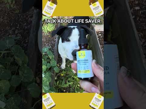 Top 3 Reasons Every Dog with Cloudy Eyes Needs AuraPets #shorts
