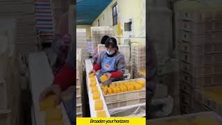 Soap production and packaging assembly line