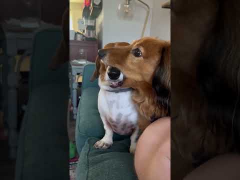Funny Dachshund#dog#dogs #pet #teenagedog#zoomies