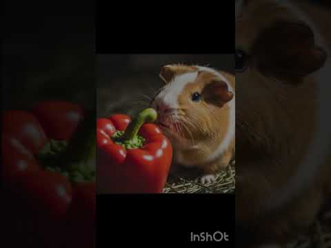 Guinea Pig emerging from the darkness