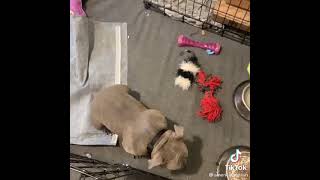 American Bully Waits Patienly For His Hooman's Go Signal To Eat The Food