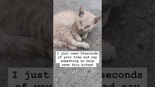 Would you please donate your daily coffee money to support save this little kitten?