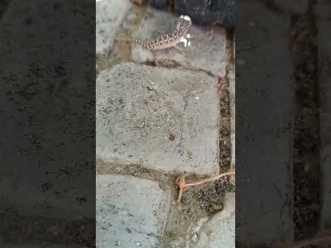 Ребёнок хамелеона! #влог #hameleon #portugal #algarve