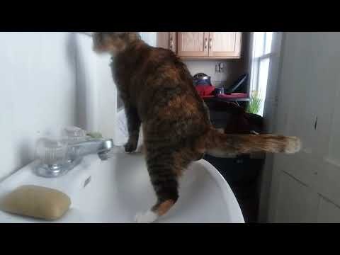 Freyja Plays With Water for 6 Whole Minutes