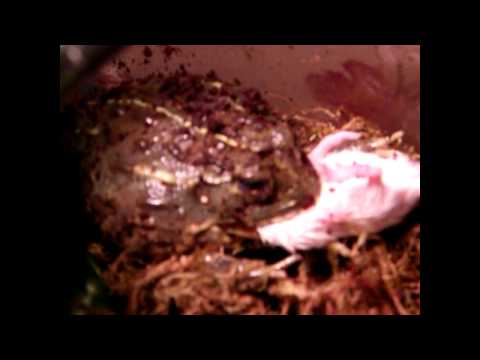 MALE PIXIE FROG CHUNKS MOUSE