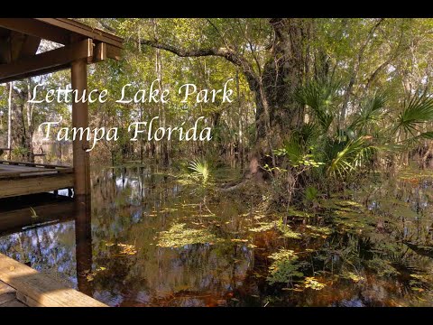 Lettuce Lake Conservation Park Hillsborough County Florida USA October 2024