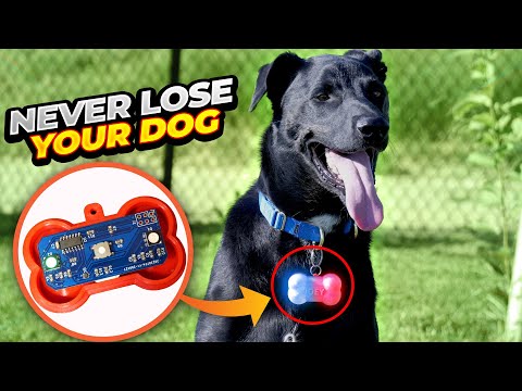 Two Years to Build a Dog Collar Light?