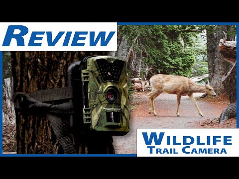Wildlife Trail Camera in Depth Review