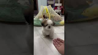 High-Five Hype #shihtzupuppies #shihtzu #shihtzupuppy #shihtzuplaying #shakehand