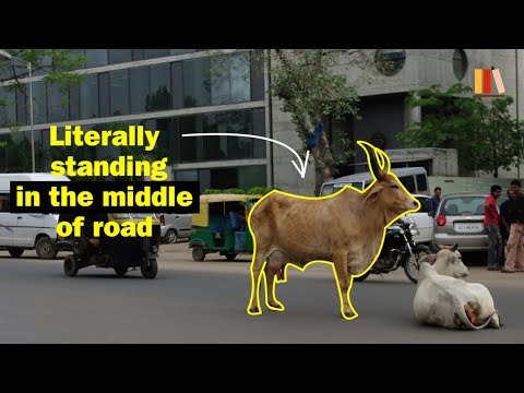 Why Are There So Many Cows In India? [No Ads]