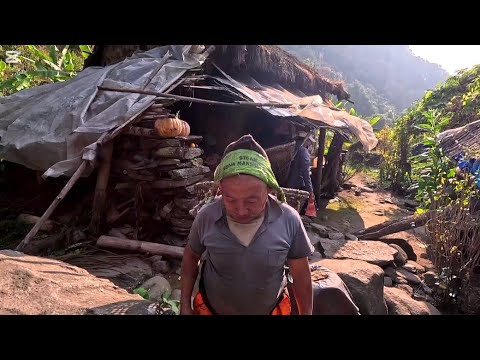 Growing organic typical crops in the eastern rural areas of Nepal || Eastern Nepal ||