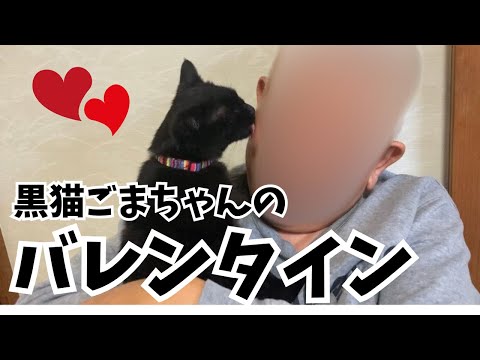 【保護猫】父感激！大好きなパパにバレンタインのプレゼントを作ったニャ