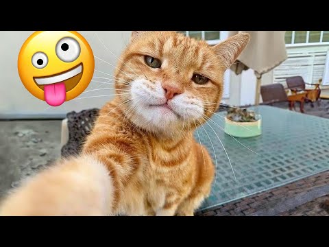 I dare you not to LAUGH at these FUNNY DOGS 😁🐶 - Best Funny Animals Videos 2024 part 1