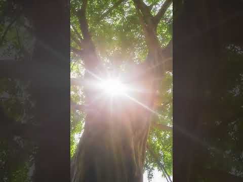 8 Minute Meditation Preview