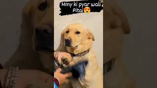 so cute ❤️🤞🥰😂 #artist #dog_features #trending
