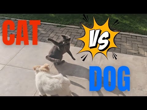 CAT vs DOG Battle. Who is the REAL winner?