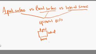 apical vs basal vs lateral