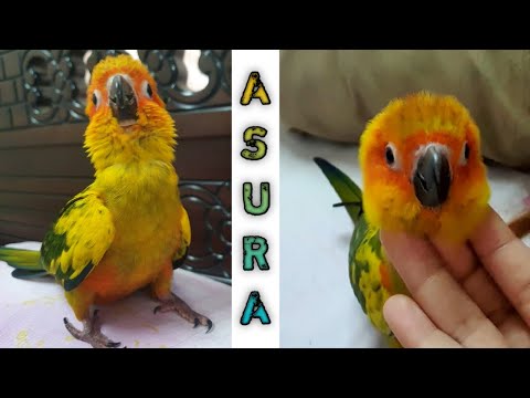 Sunconure singing/ parrot sunconure playing/ sun parakeet/ asura / sunconure