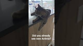 #catgram #funnycats #cute #funnypets #kittensofinstagram #funnyanimals