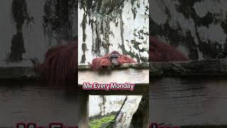 This Orangutan Is Me Every Monday 😂 #fyp #lazyvibes #lazy #lazymonday #relaxing