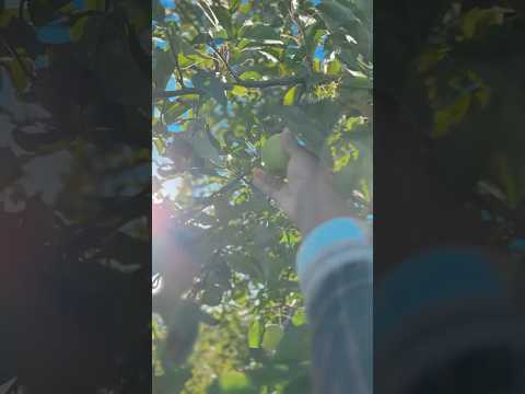 Got out this weekend to try something new! Never too old to enjoy the simple things #applepicking