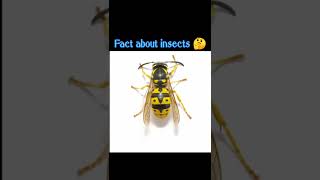 🤔 #insects #shorts #informativeshorts #viral