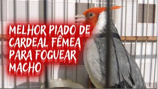 ESSA CARDEAL FÊMEA VAI LEVANTAR SEU MACHO - CARDEAL FÊMEA CHAMANDO O MACHO
