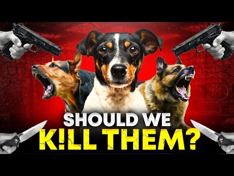 Dog Crisis | Rabies & Human Life Safety vs Animal Rights