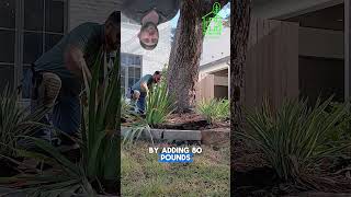 Can a Tree Survive THIS Much Stress? | ISA Master Arborist Explains recovery procss