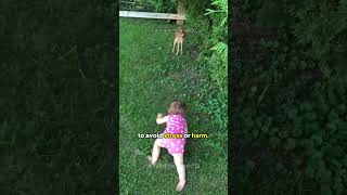 What to do When Approach by a Deer Calf or Fawn?  🦌  🤔 #shorts #deer #animals