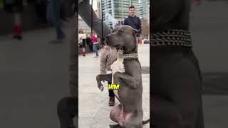 Shocking Attack on Innocent Dog 🐶😱 #shorts
