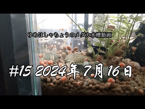 #15 2024年7月16日のメダカ水槽の様子