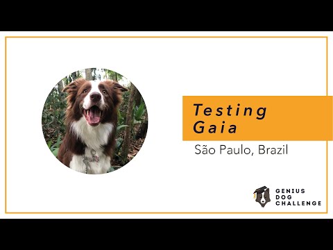 Testing  Gaia  São Paulo Brasil