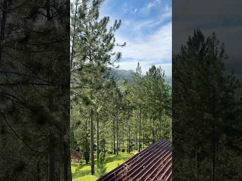 Caribbean Woods in Bukidnon 🇵🇭: A great camping spot! 🌤️🌲 #shorts